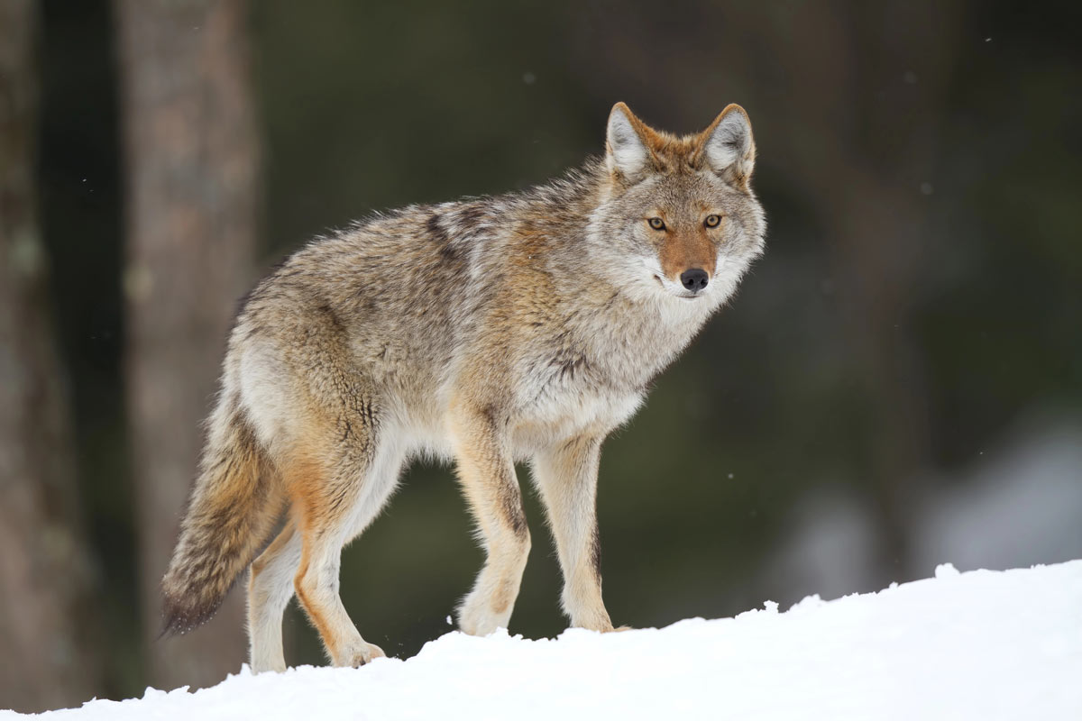 Coyote im Schnee