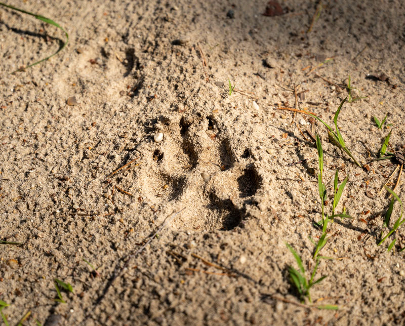 Tierpfotenabdruck im Sand