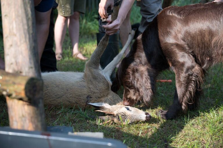 Hund und Rehkitz auf Wiese, Menschen daneben.