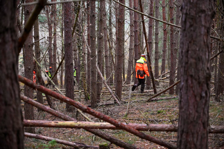 Person im Wald bei Forstarbeiten, Bäume fällen