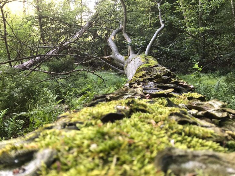 Moosbedeckter Baumstamm im Wald