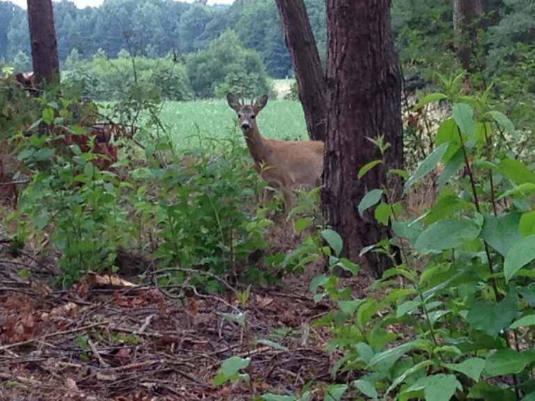 Reh im Wald hinter Bäumen.