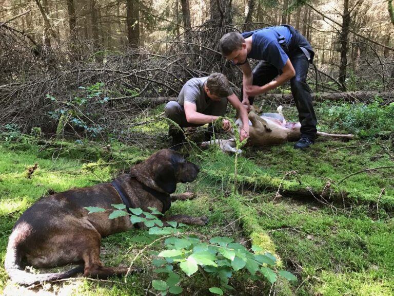 Jäger arbeiten im Wald mit Hund