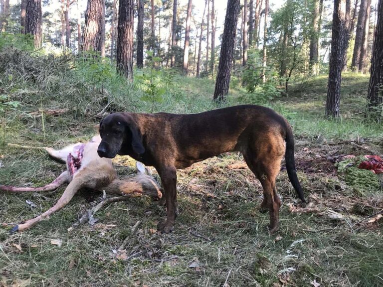 Jagdhund im Wald neben Reh.