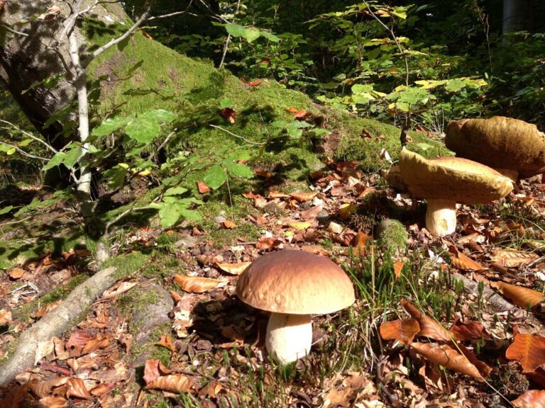 Pilze wachsen im Wald auf Moos