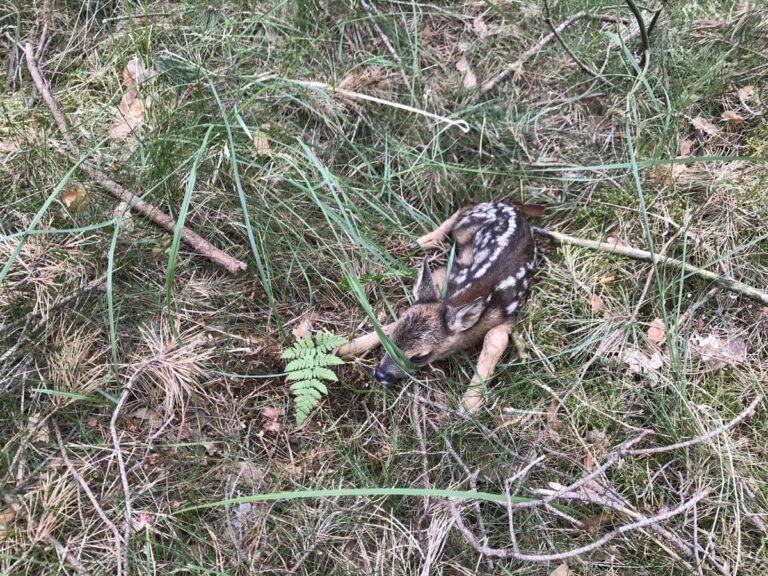 Rehkitz versteckt sich im Gras im Wald.