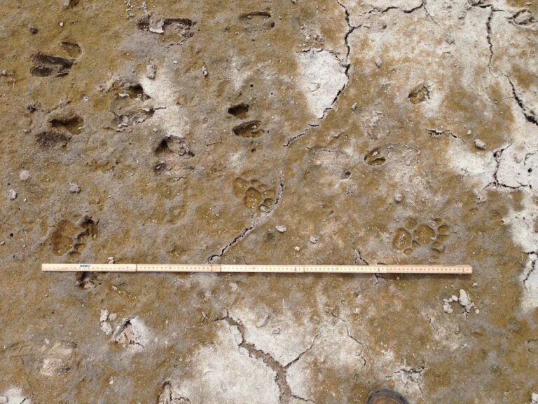 Tierfährten auf trockener Erde mit Messlatte.