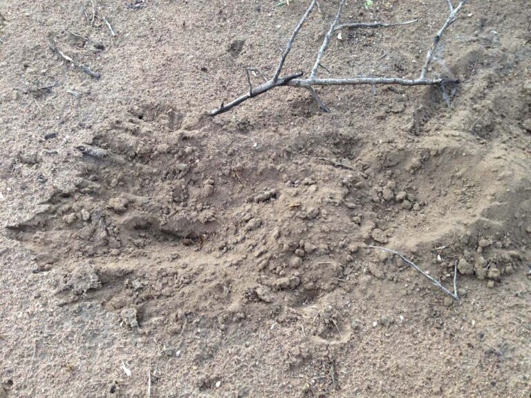 Sandiger Boden mit Baumast und Spuren