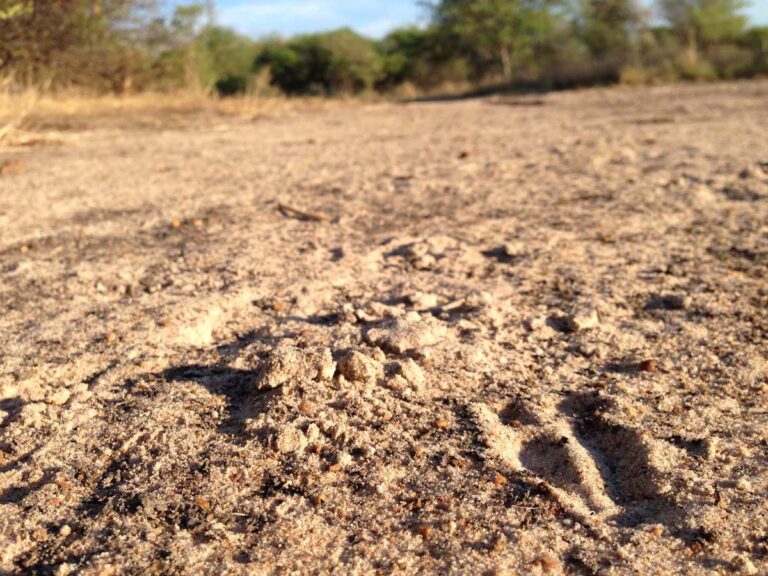 Tierpfotenspuren im sandigen Boden der Wildnis.