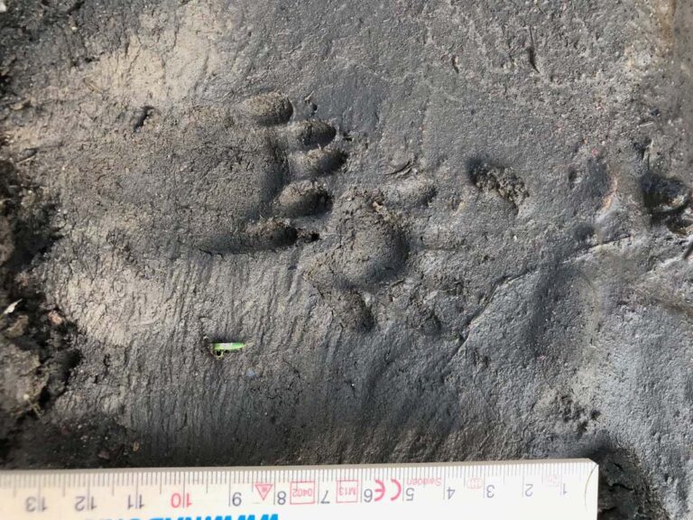 Tierpfotenabdruck im Schlamm neben Maßstab