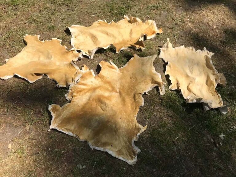 Getrocknete Tierhäute auf Gras liegend