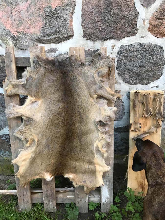 Hund betrachtet Tierfell an Holzpalette
