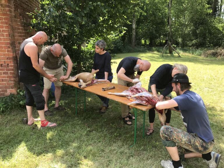 Menschen bereiten Tier im Freien vor.