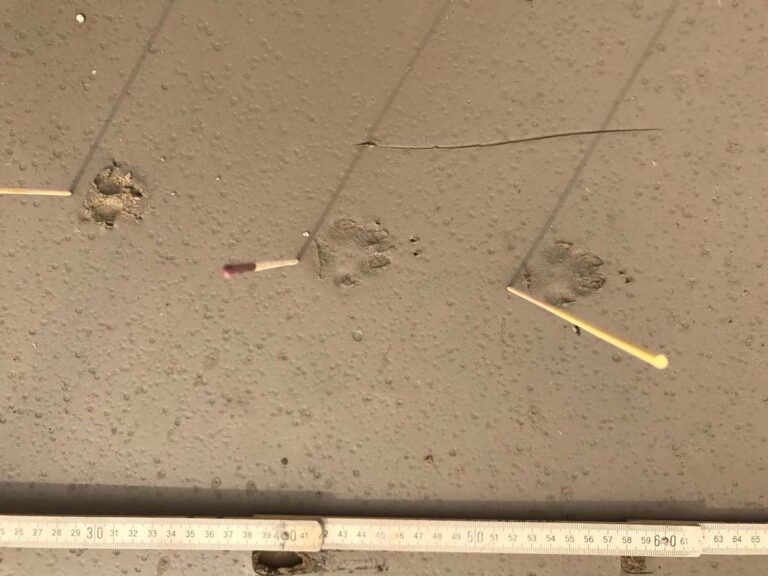 Tierpfotenabdrücke im Boden mit Maßstab