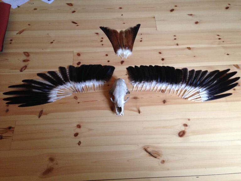 Tierknochen und Federn auf Holzboden