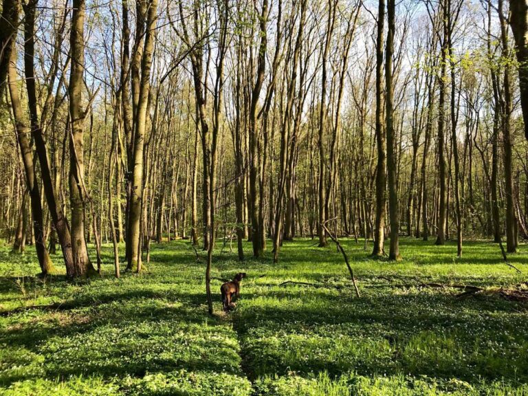 Frühlingswald mit Hund im Hintergrund