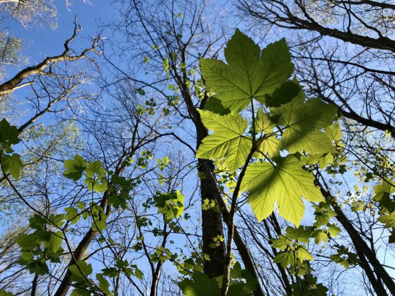 Grüne Blätter am Baum vor blauem Himmel.