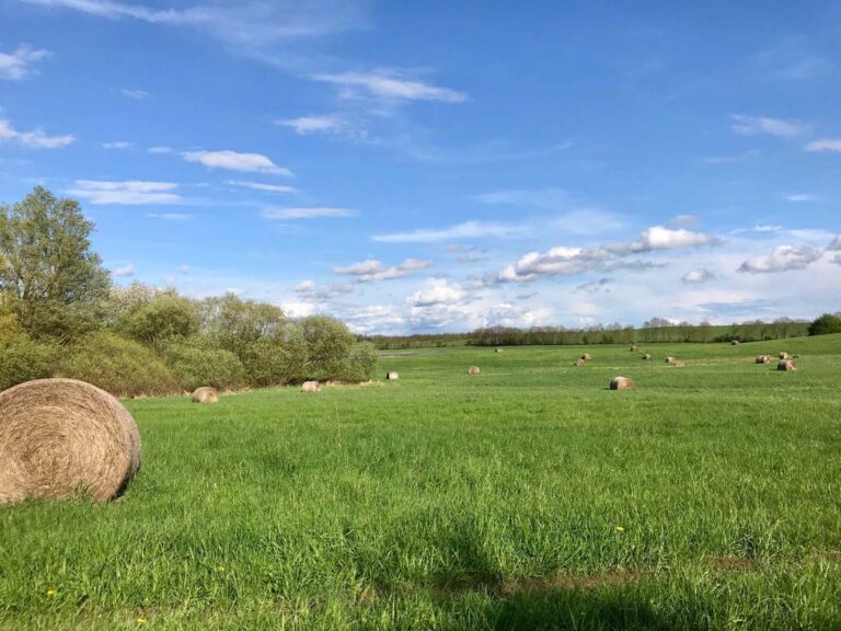 Wiese mit Heuballen unter blauem Himmel.