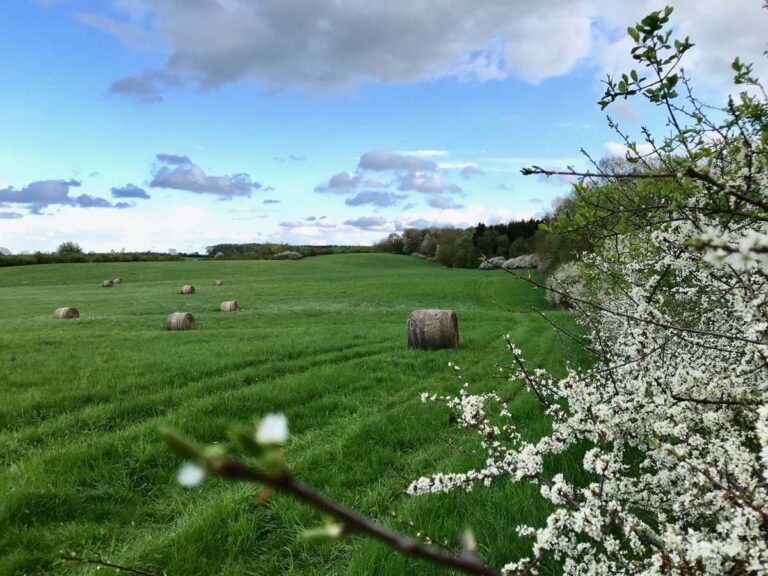 Wiese mit Heuballen und blühenden Büschen.