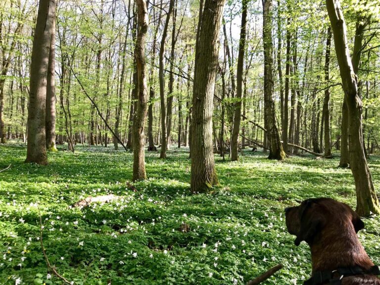 Hund im grünen Wald mit Blumen