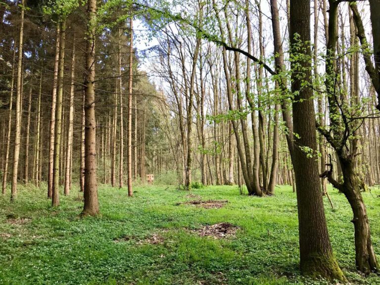 Grüner Wald mit Bäumen und Lichtstrahlen.