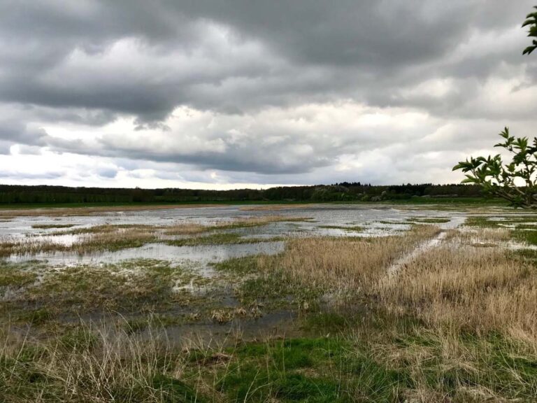 Sumpfige Landschaft unter bewölktem Himmel