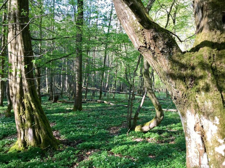 Grüner Wald mit alten Bäumen im Frühjahr.