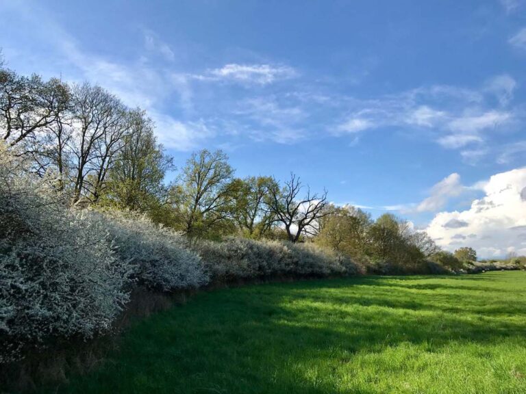 Grüne Wiese mit Bäumen unter blauem Himmel.