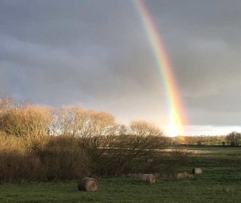 Regenbogen über Wiese und Bäumen unter grauem Himmel.