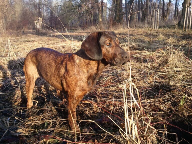 Hund im Feld stehend, Winterhintergrund