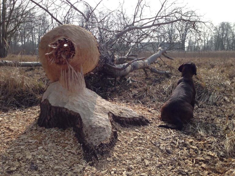 Gefällter Baum und sitzender Hund im Wald.