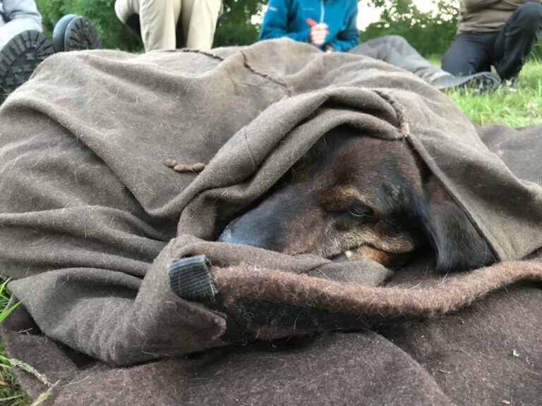 Hund schläft eingehüllt auf einer Decke im Freien.