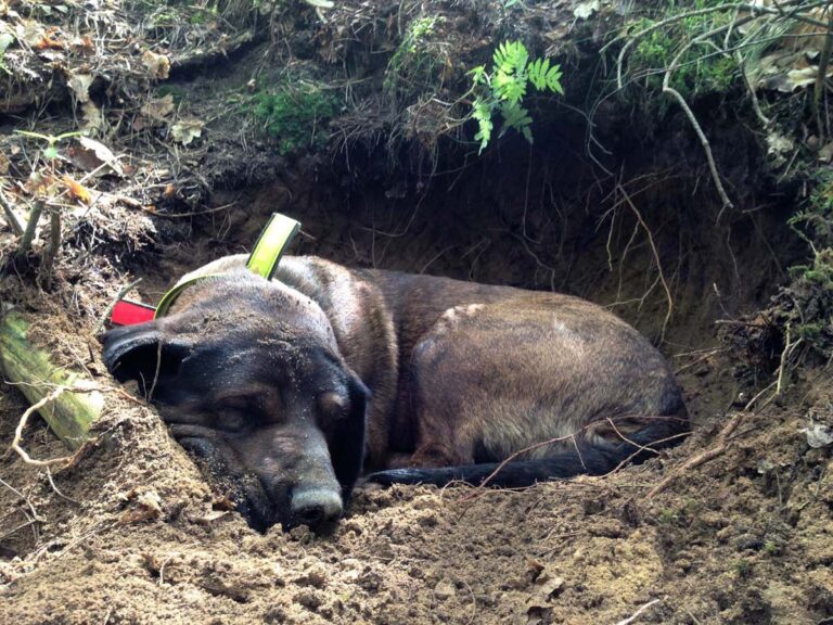Hund schläft in Walderde