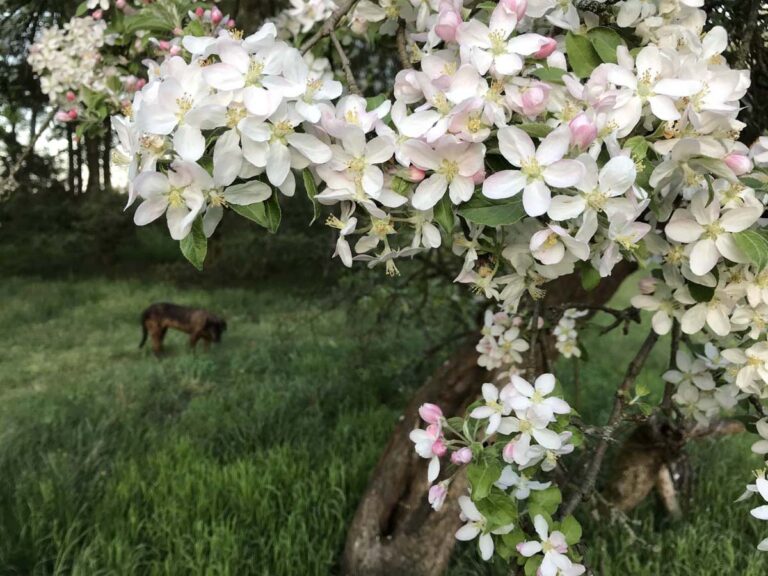 Blühende Apfelblüten mit Hund im Hintergrund