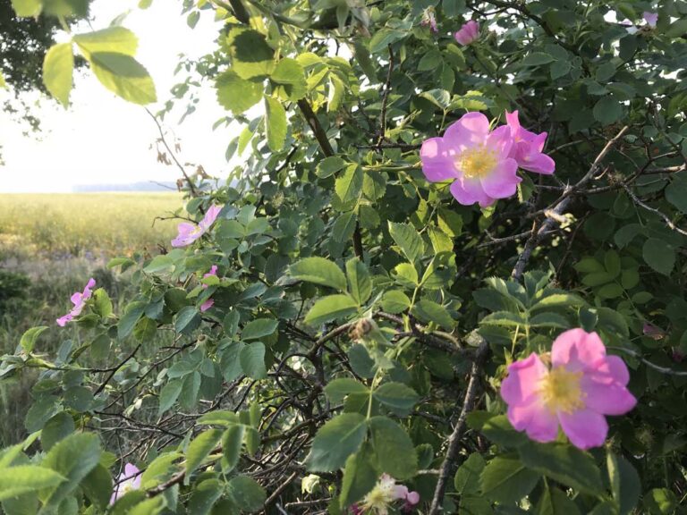 Rosa Blumen im Grünen bei Sonnenuntergang