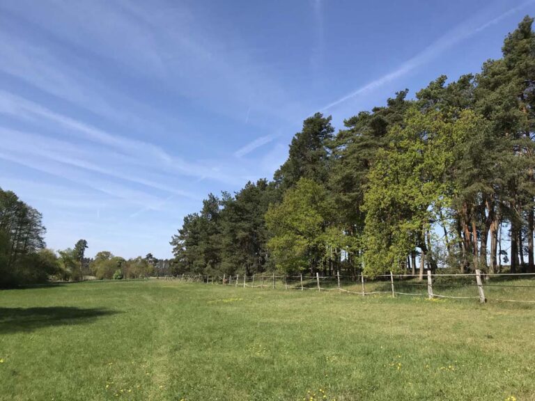Grüne Wiese mit Bäumen und blauem Himmel.
