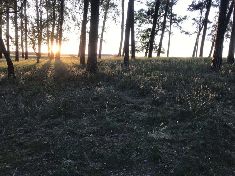 Sonnenuntergang im Wald mit Bäumen.