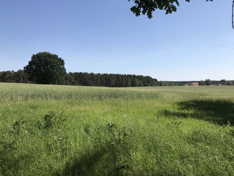 Grüne Wiese mit Baum und blauem Himmel.