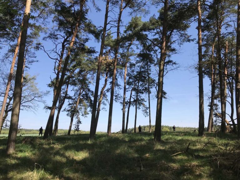 Waldszene mit hohen Bäumen und Personen