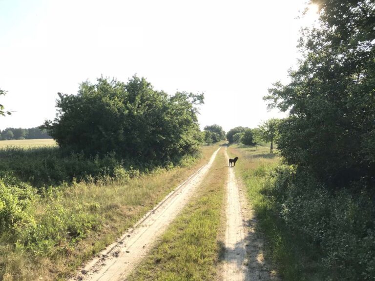 Hund auf ländlichem Weg im Grünen.