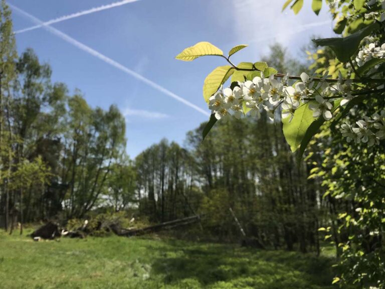 Blühender Ast im Frühlingswald