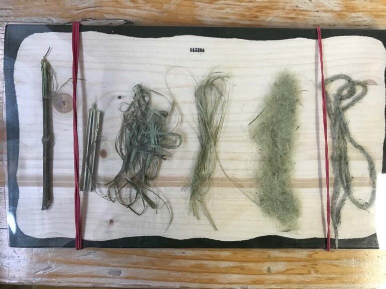 Pflanzenfasern auf Holzplatte befestigt, Entwicklungsstadien sichtbar.