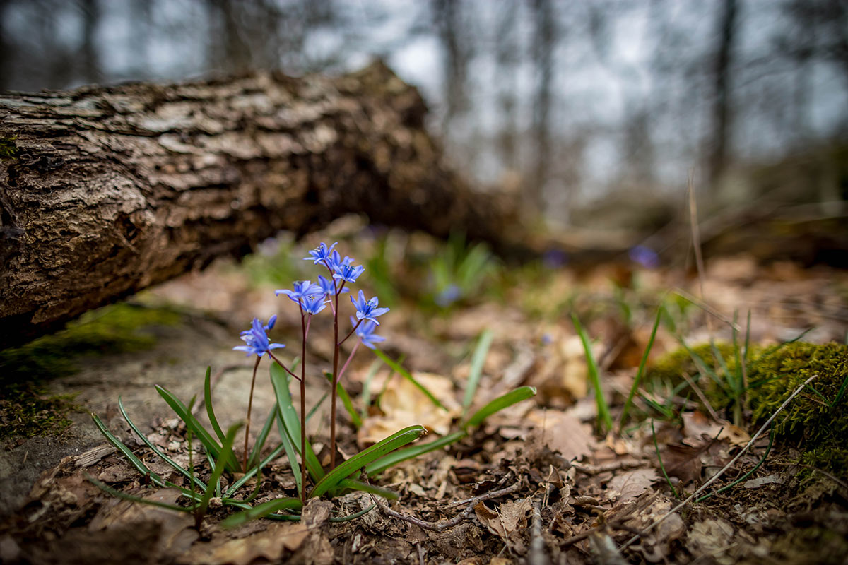 Blaue Blumen im Wald neben Baumstamm