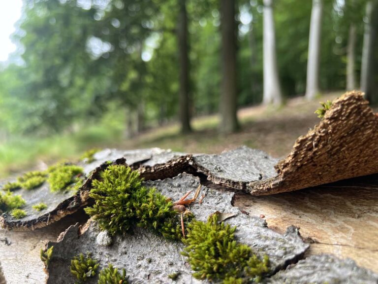 Moos auf Baumrinde im Wald