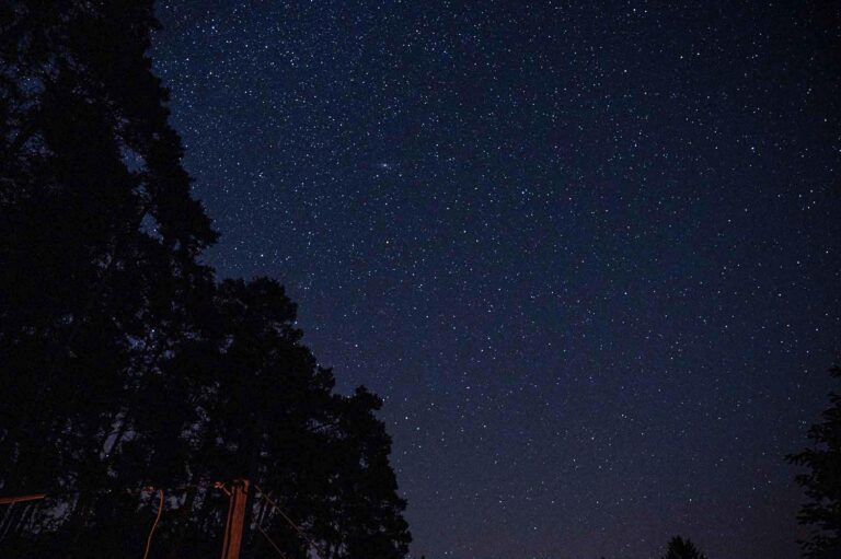 Sternenhimmel über Wald in der Nacht