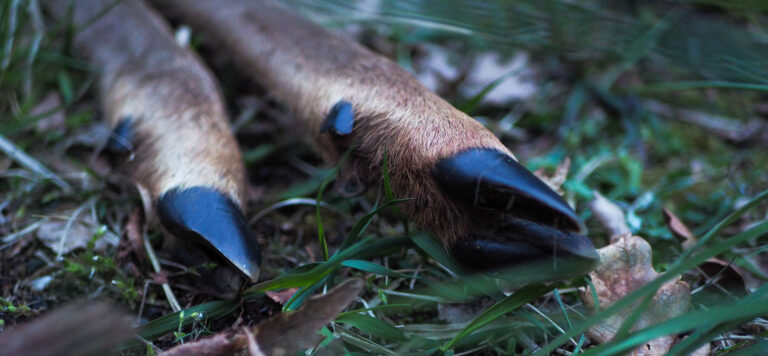 Nahaufnahme von Rehklauen im Gras