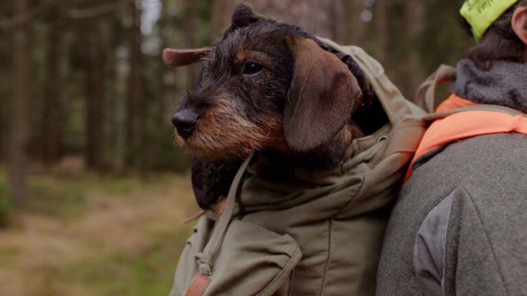 Hund im Overall trägt Kapuze im Wald