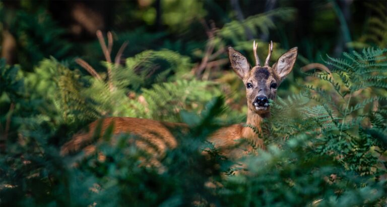 Reh im Wald zwischen Farnen