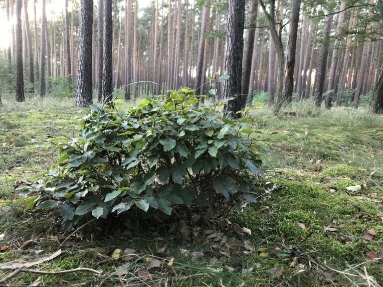 Kleiner Busch im Wald bei Sonnenaufgang.