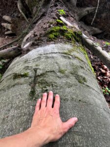 Hand berührt moosbedeckten Baumstamm.